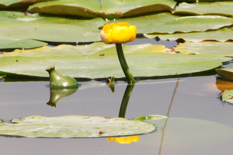 La flora della riserva naturale 